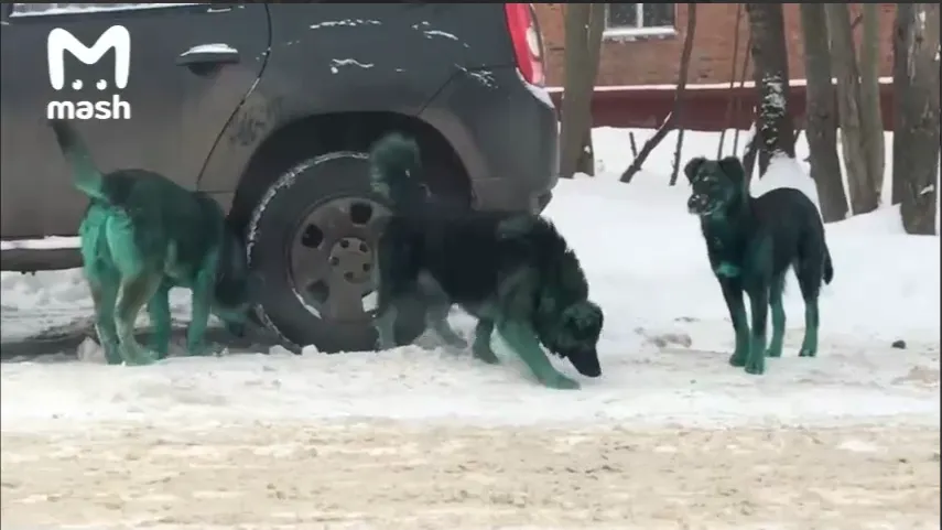Зеленые собаки в Подольске