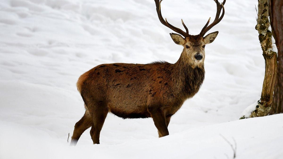У Карпатах випало 112 сантиметрів снігу: неймовірне фото У Карпатах випало 112 сантиметрів снігу: неймовірне фото
