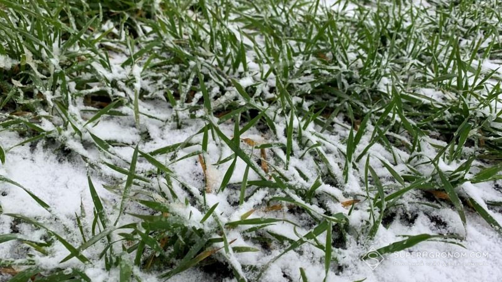Одещина ризикує залишитися без врожаю