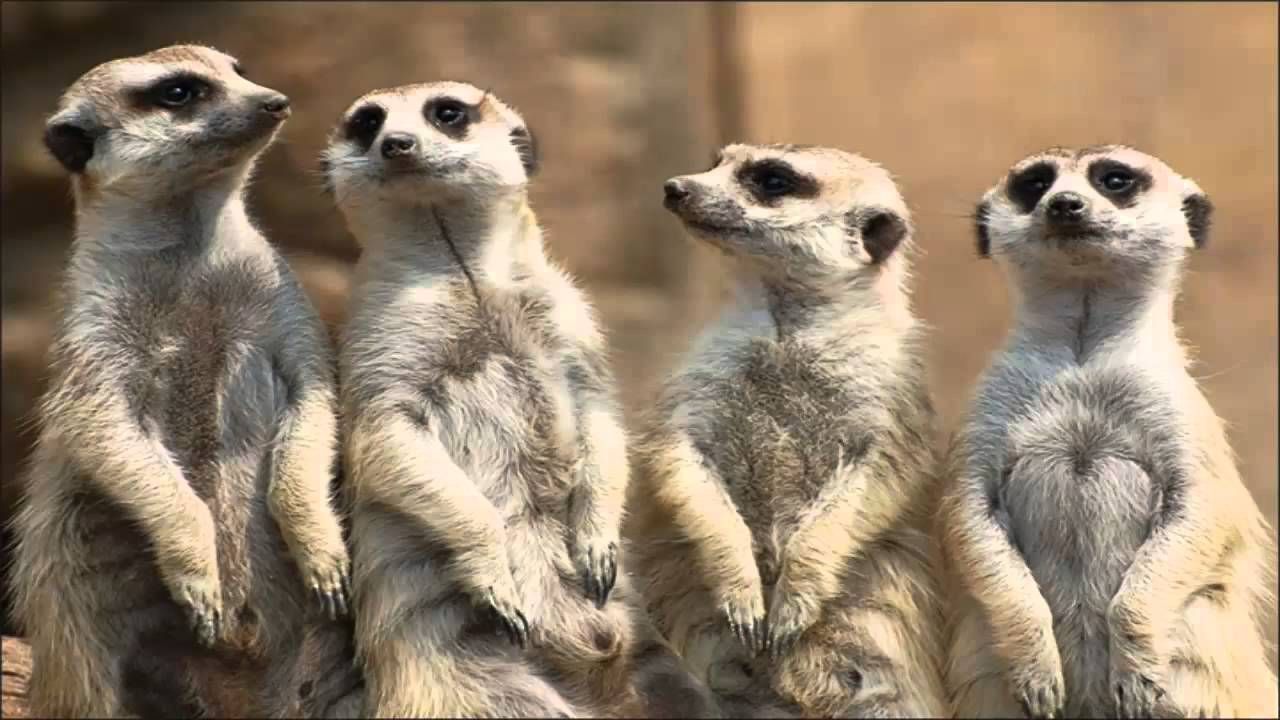 У День святого Валентина в США Лукашенка згодують мангустам У День святого Валентина в США Лукашенка згодують мангустам