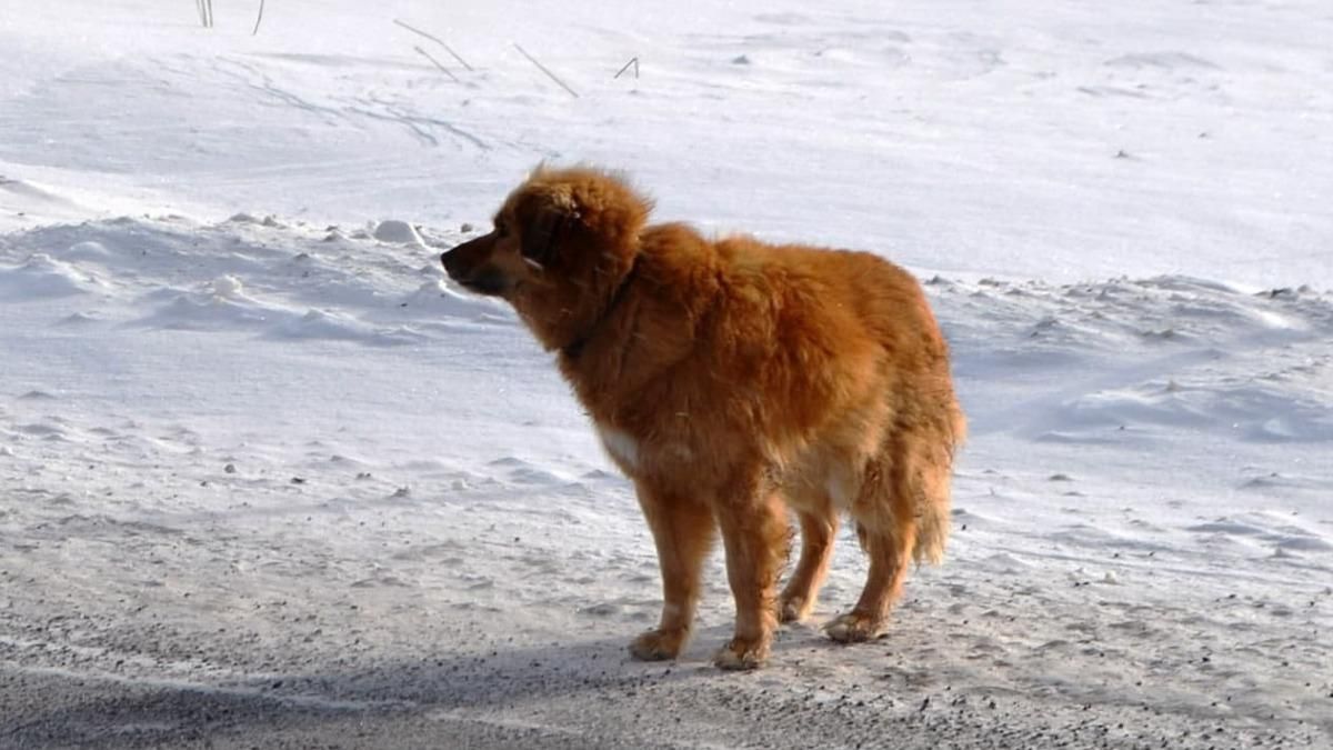 Хозяева выбросили, он ждет: белорусский Хатико блуждает 9 год - фото Хозяева выбросили, он ждет: белорусский Хатико блуждает 9 год - фото
