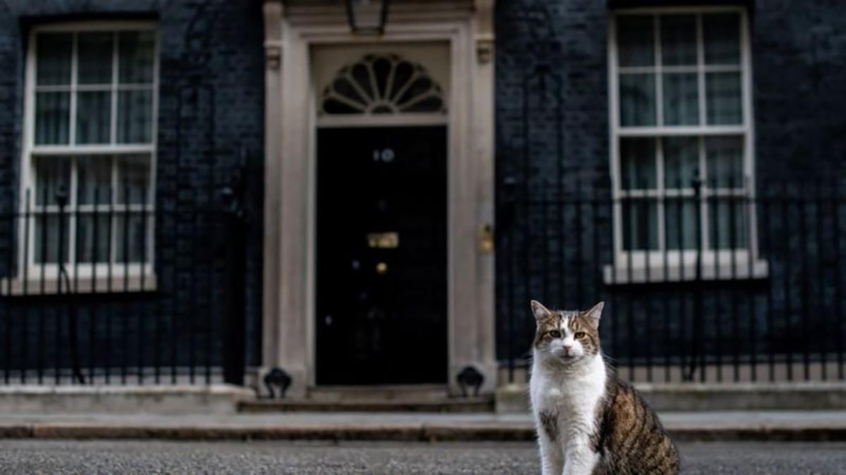 Головний кіт Великої Британії святкує 10 років на службі Королівства