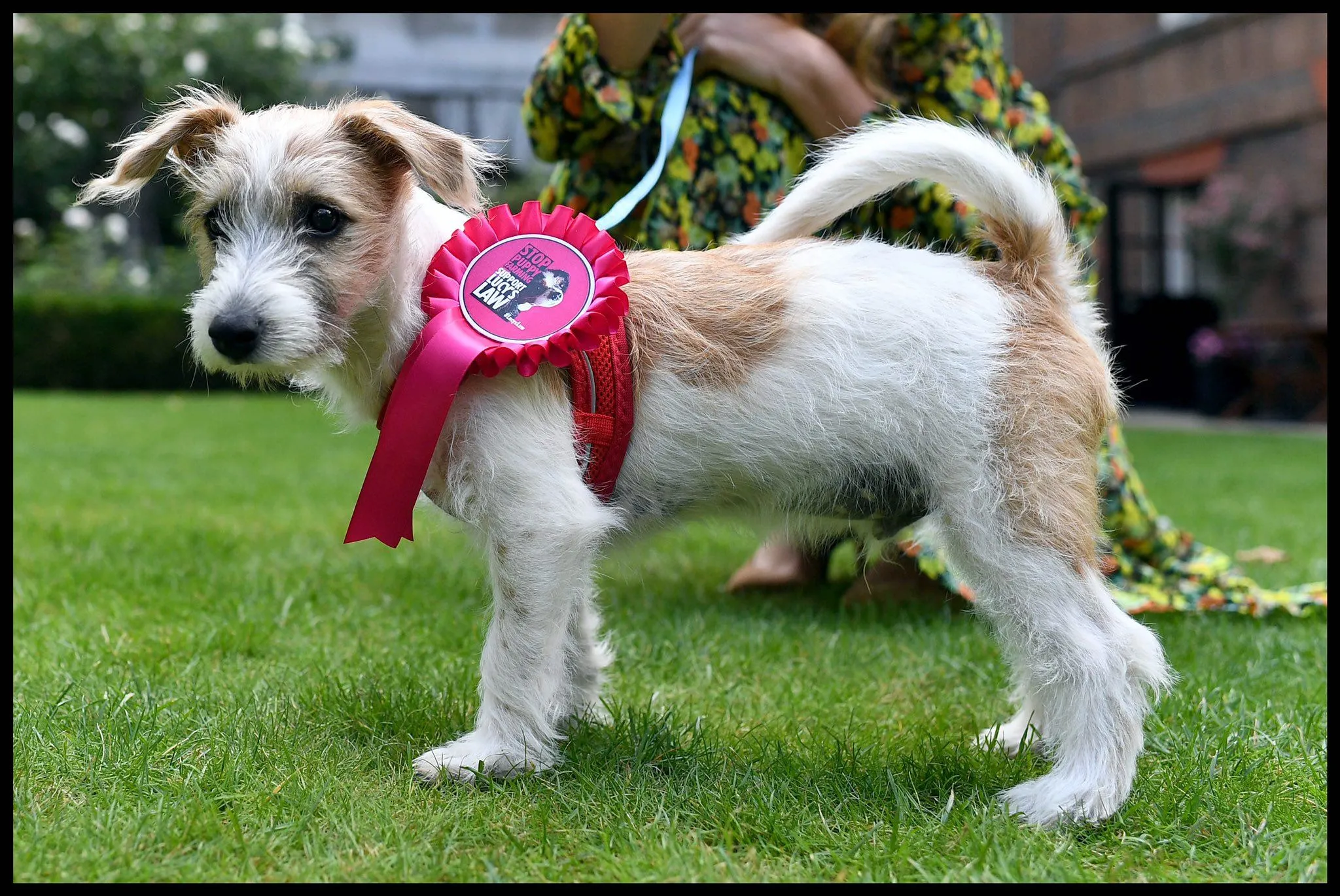 Дайлін Дайлін