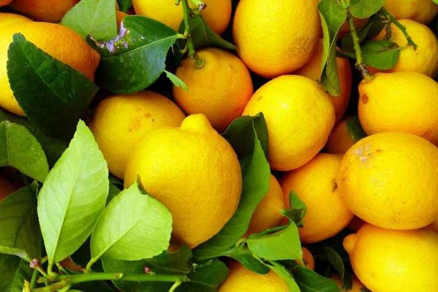 Экзотика рядом: супруги с Тернопольщины выращивает необычную продукцию