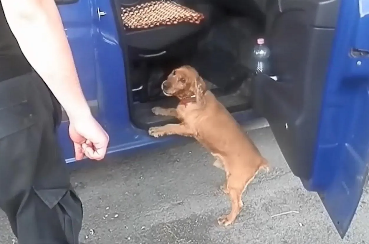 Пес Теро Пес Теро