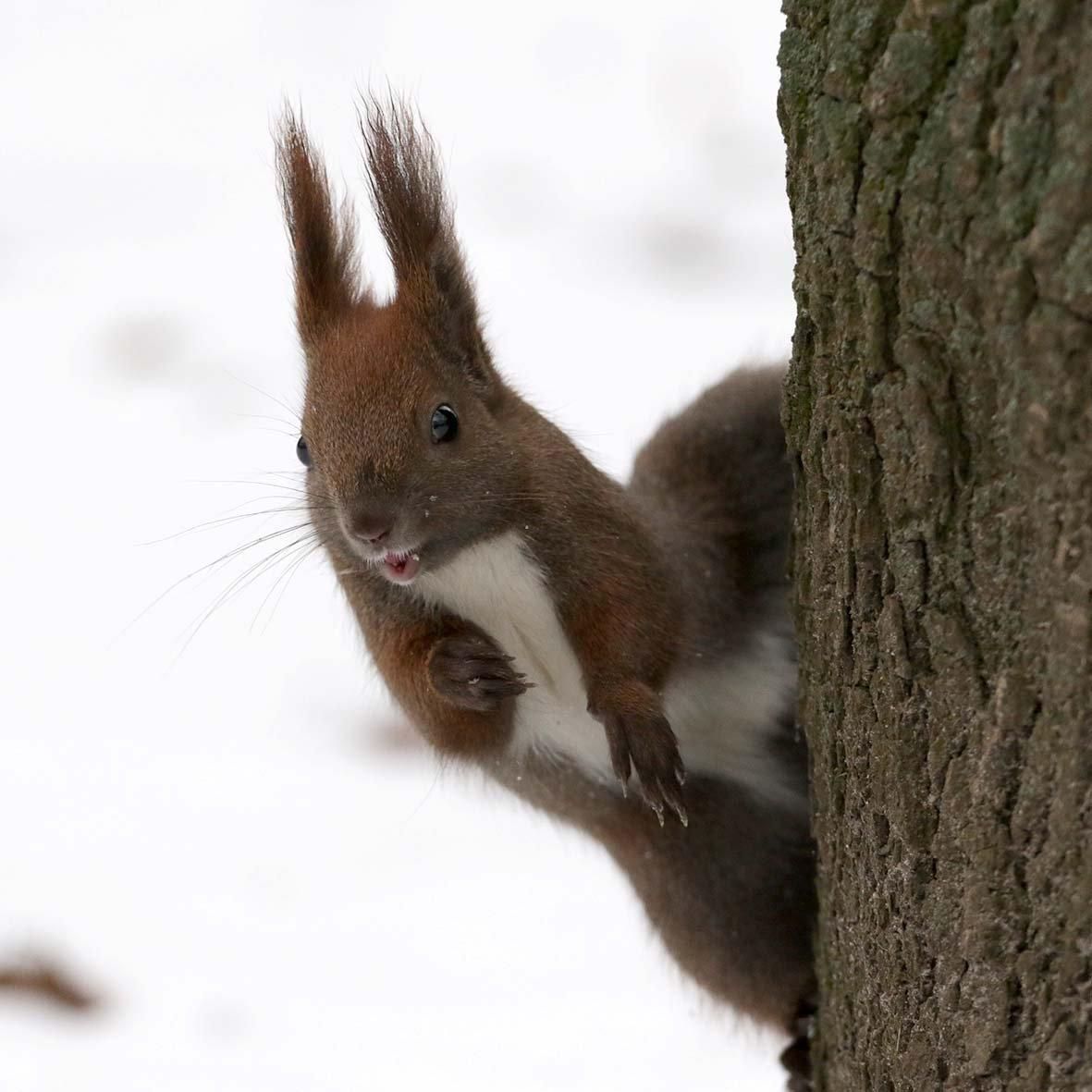 Зима закінчиться вчасно, – синоптик про різке потепління у лютому Зима закінчиться вчасно, – синоптик про різке потепління у лютому
