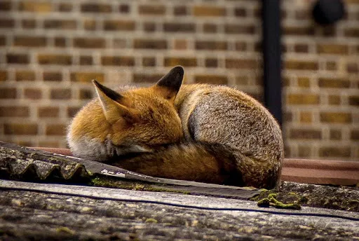 На вулицях Лондона справжнє нашестя лисиць