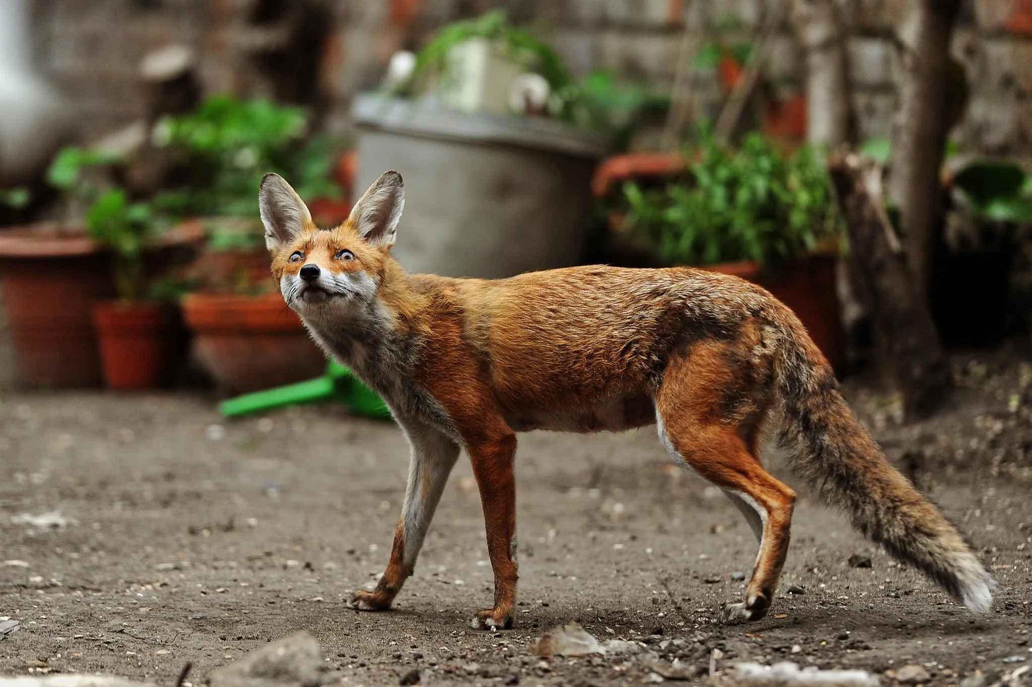 В феврале у лисиц наступает сезон размножения В феврале у лисиц наступает сезон размножения