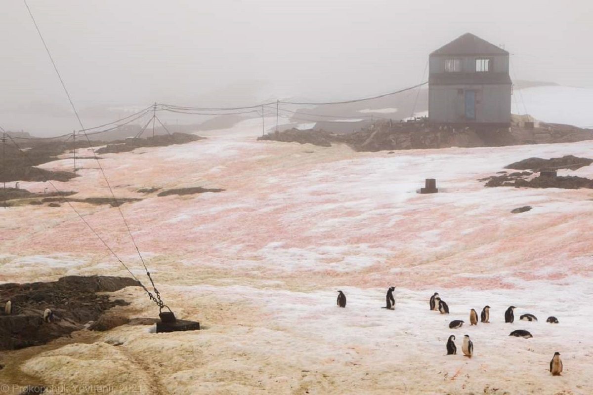Пингвины в шоке: в Антарктиде зацвел снег - впечатляющие фото