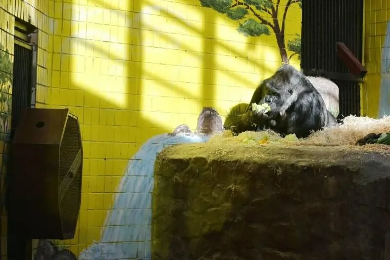 Тоні полюблять усі відвідувачі й працівники Київського зоопарку