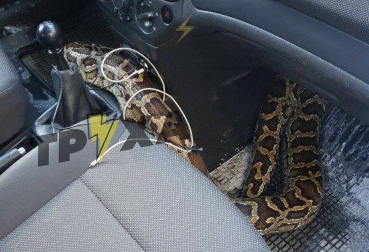 У Харкові в таксі з сумки виліз пітон: фото У Харкові в таксі з сумки виліз пітон: фото