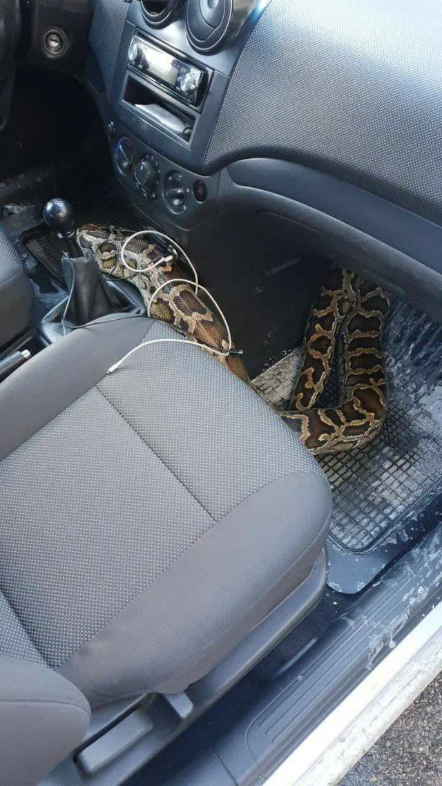 Пітон в машині не на жарт налякав водія