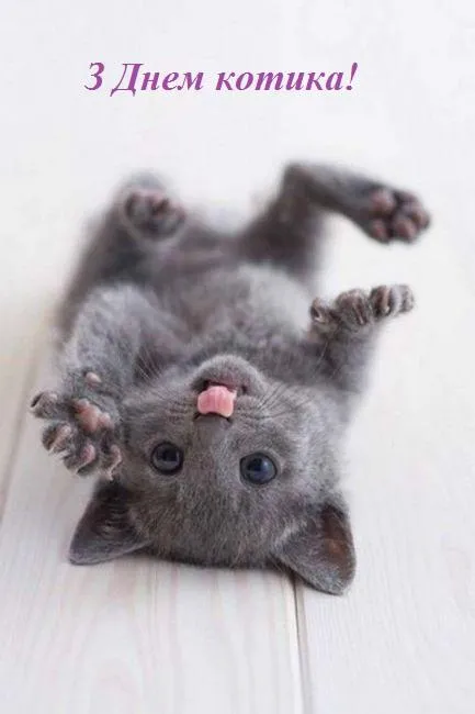 День кота картинки привітання День кота картинки привітання