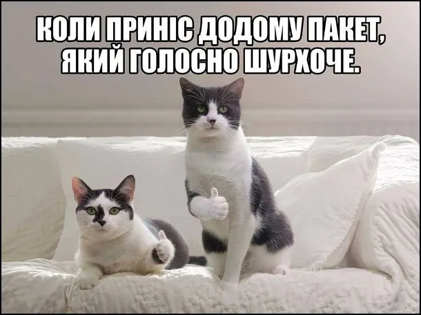 День кота меми День кота меми