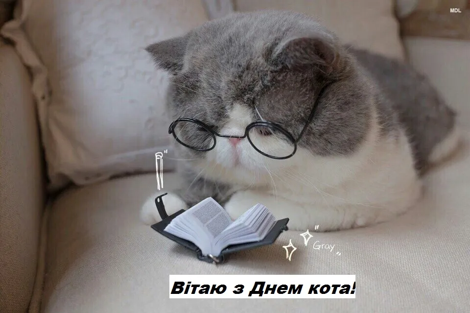 День кота 17 лютого День кота 17 лютого