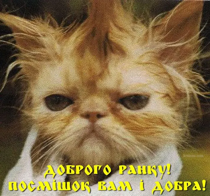 День кота смішні картинки День кота смішні картинки