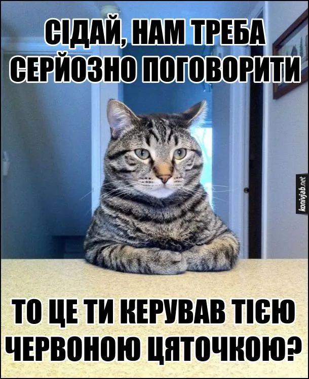 День кота смішні картинки українською