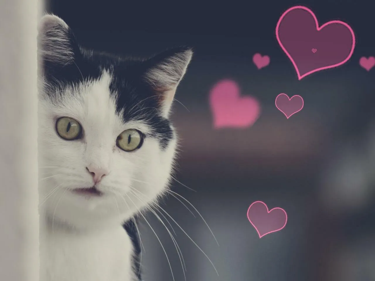 День кота в Європі День кота в Європі