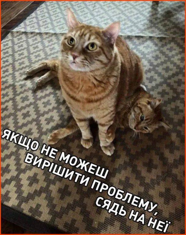 Смішні картинки на День кота Смішні картинки на День кота