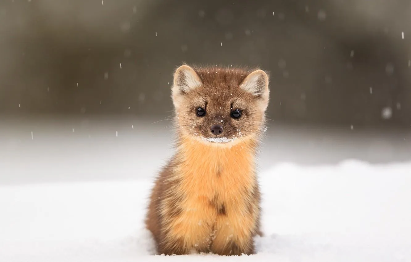 Самки приваблюють самців, але розмноження не відбувається Самки приваблюють самців, але розмноження не відбувається