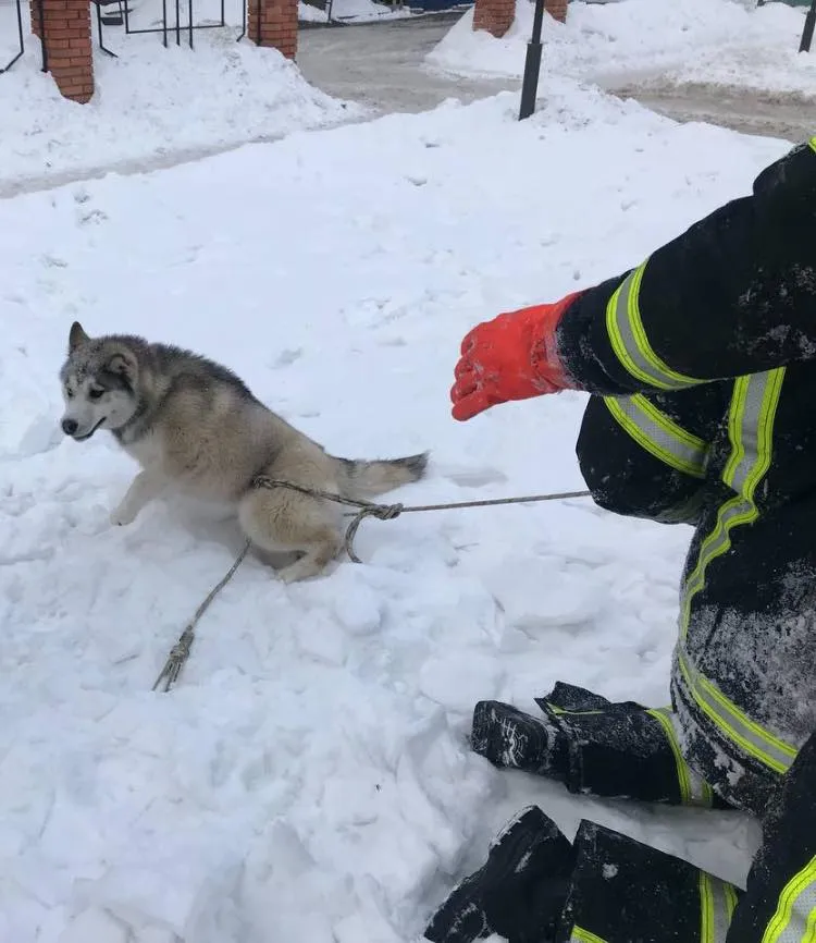 Пес бегал по улицам города без присмотра Пес бегал по улицам города без присмотра