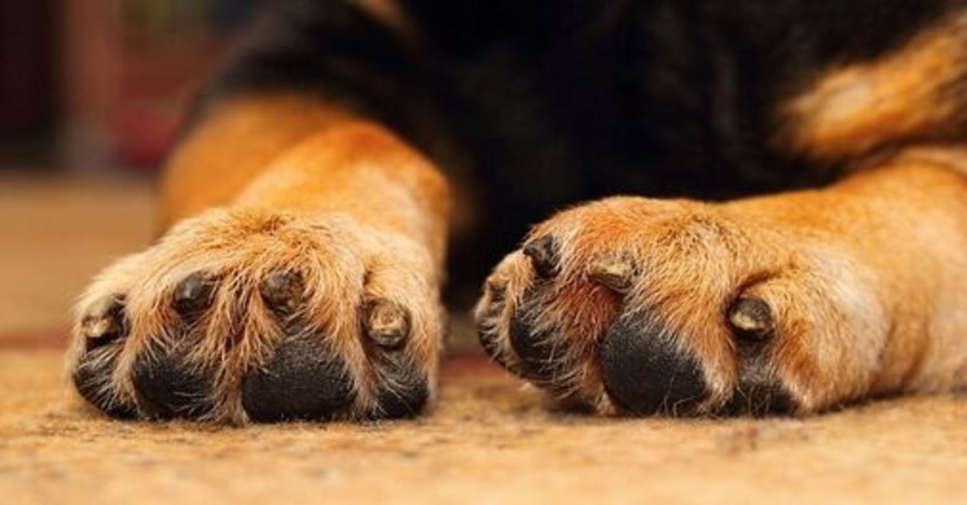 На Сумщині собаку закололи вилами і викинули у смітник На Сумщині собаку закололи вилами і викинули у смітник