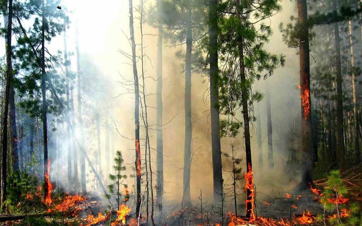 Скільки доведеться заплатити за лісову пожежу