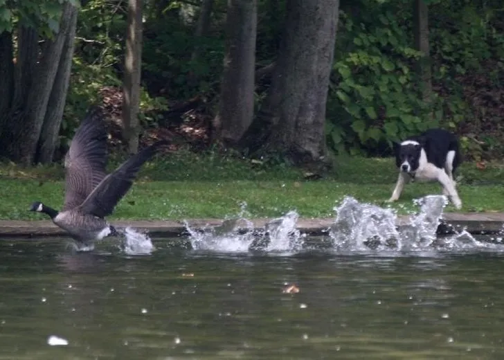 Гусяча поліція Гусяча поліція