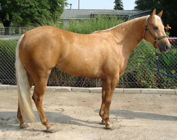 Шиньйони для хвостів Шиньйони для хвостів