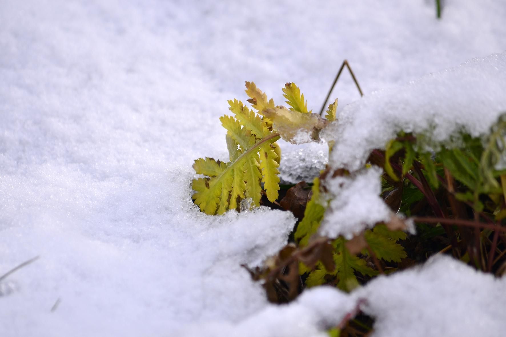 Перші дзвіночки весни, – прогноз погоди на 20-21 лютого Перші дзвіночки весни, – прогноз погоди на 20-21 лютого