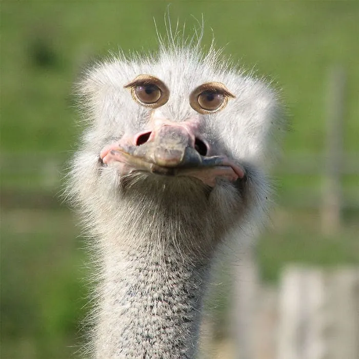 Як виглядали б тварини, якби очі у них були спереду Як виглядали б тварини, якби очі у них були спереду