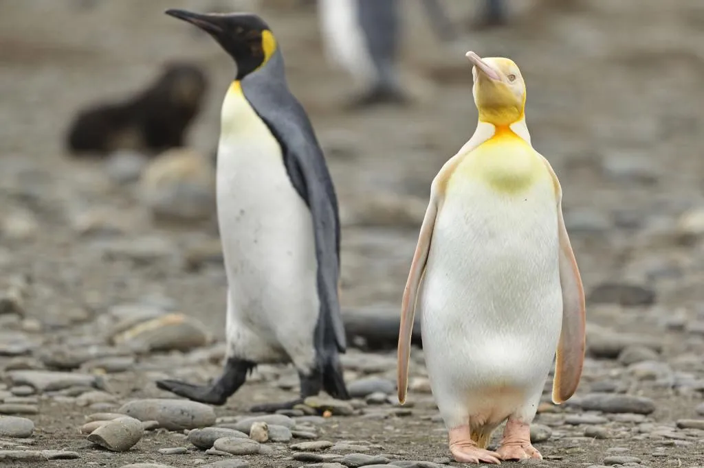 Жовтий пінгвін, якого ви раніше не бачили: фотограф дикої природи зробив неймовірний знімок 
