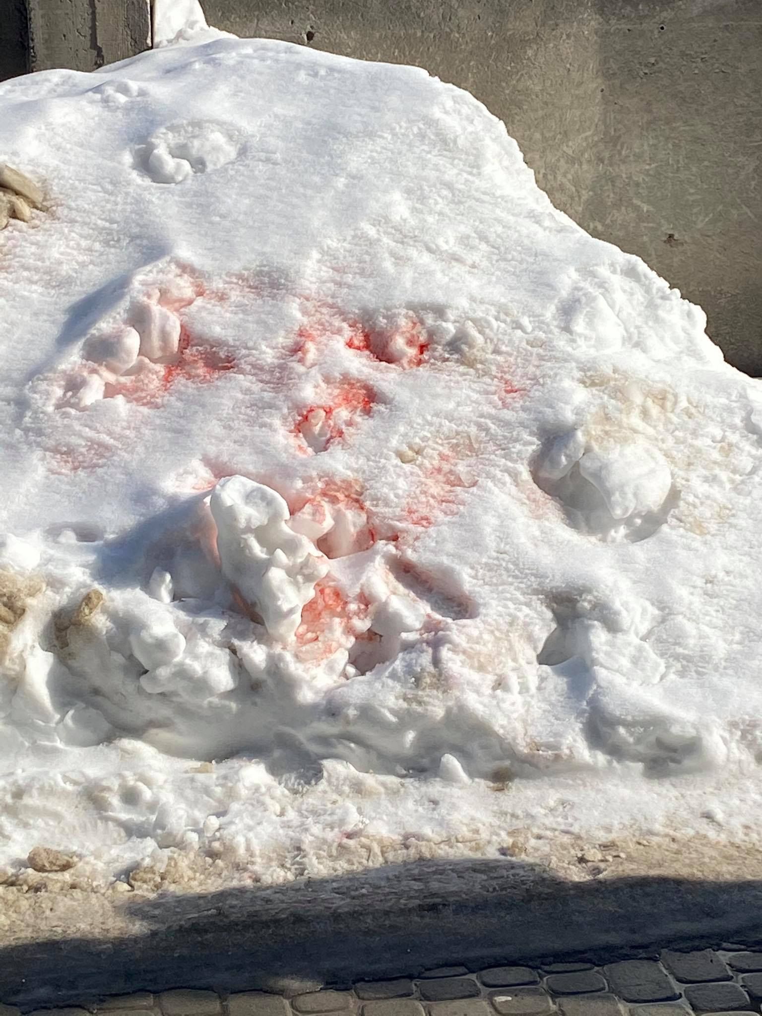 Во Львове могут быть догхантеры: что делать если увидели розовый снег