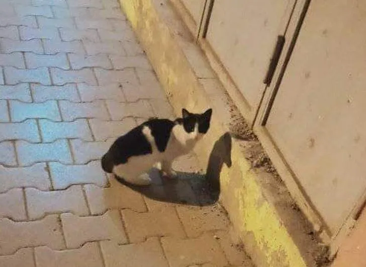 Кішка Кішка