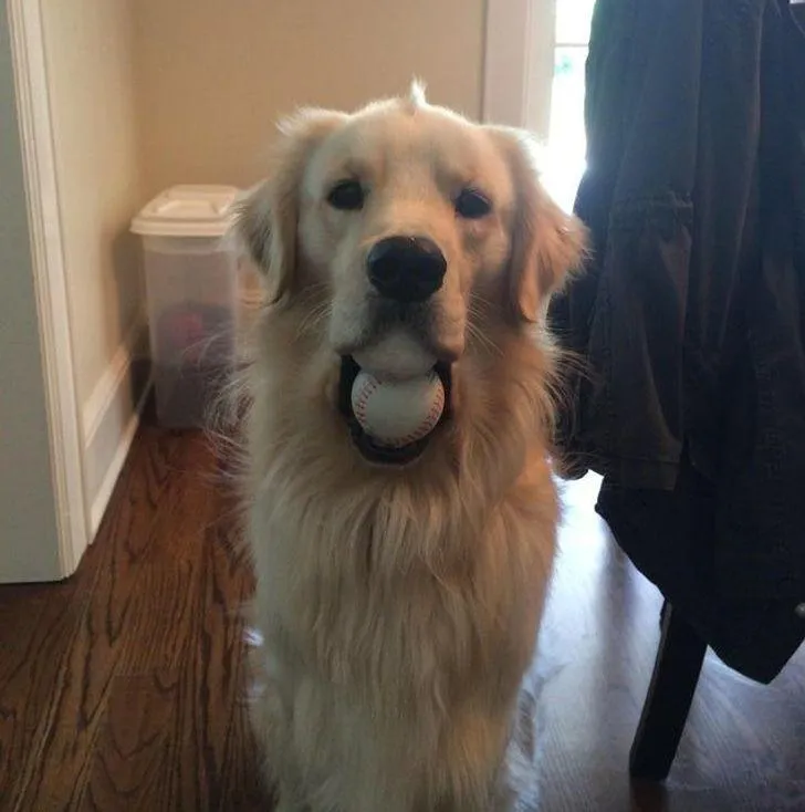 Собака Собака