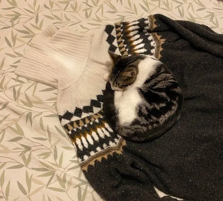 Кіт і джемпер Кіт і джемпер