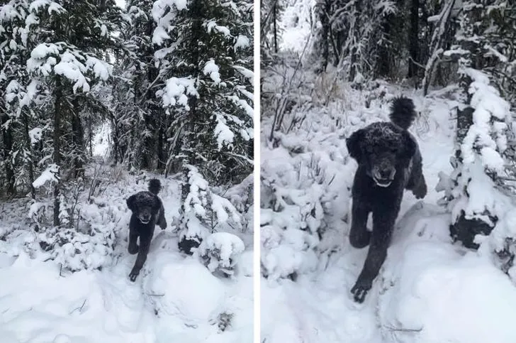 Людина Людина