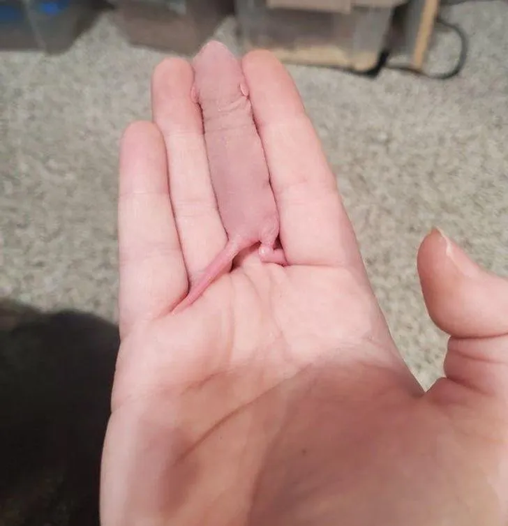 Мізинець Мізинець