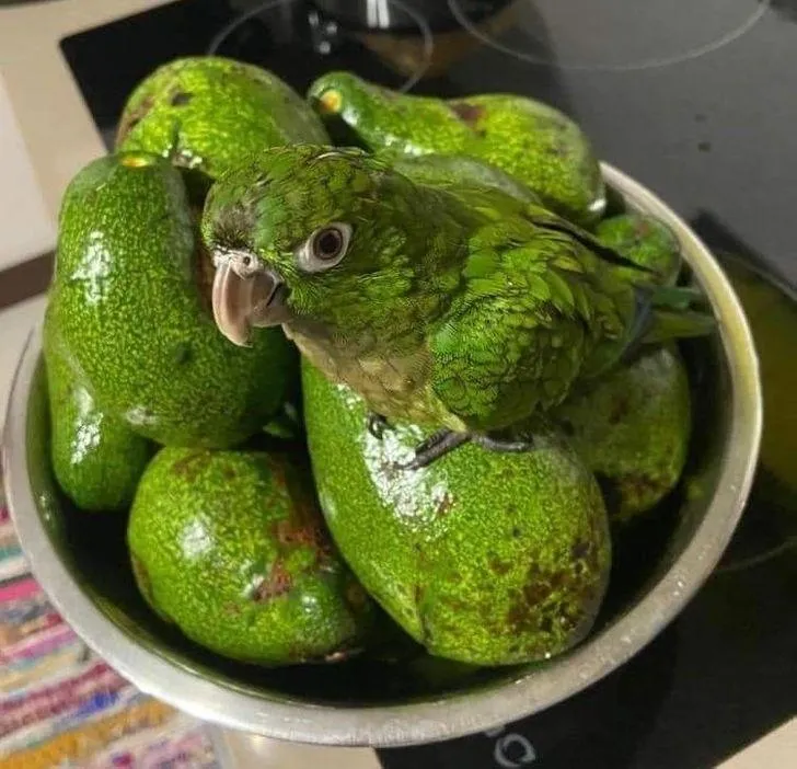 Авокадо Авокадо