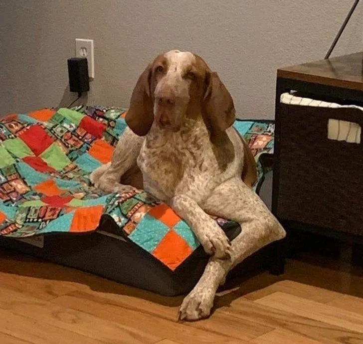 Собака Собака