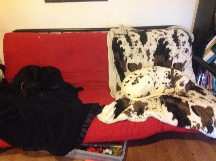 Собака Собака