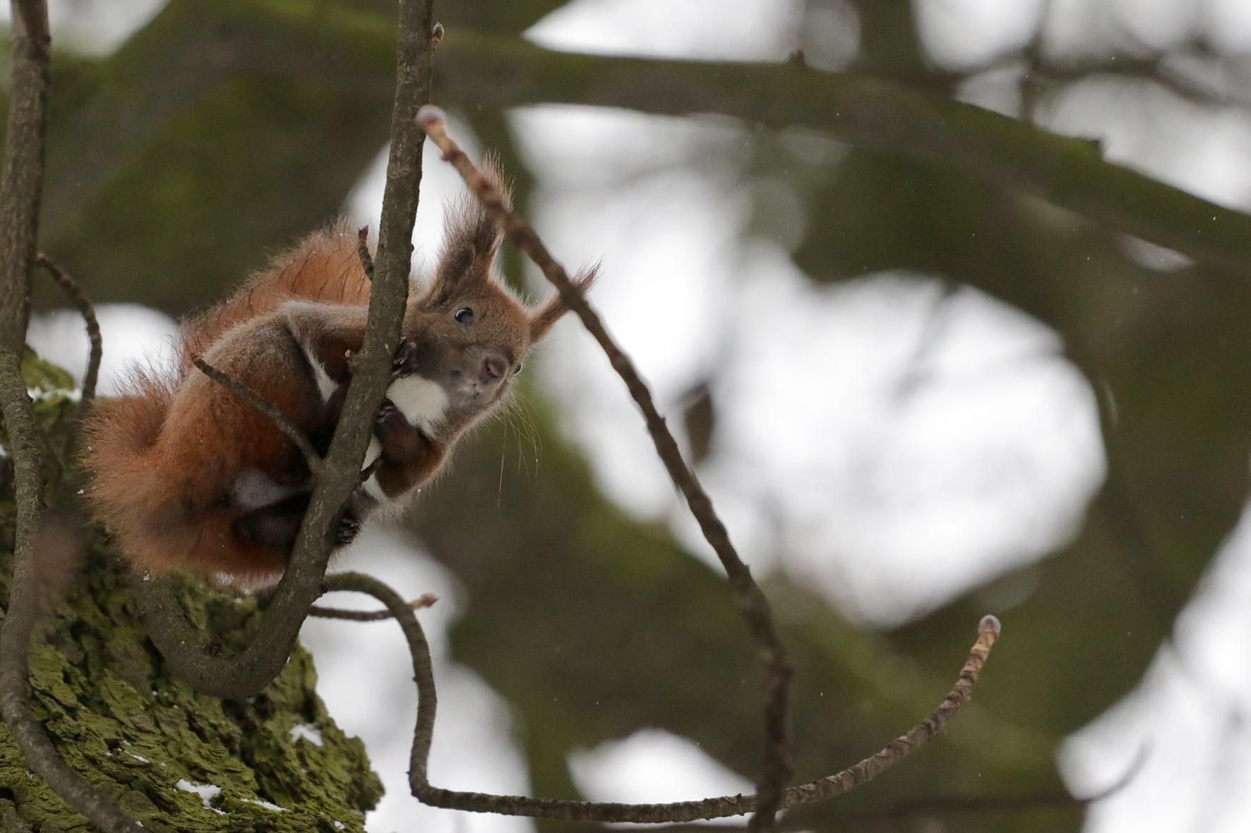 Погода 23 лютого 2021: прогноз від синоптиків України Погода 23 лютого 2021: прогноз від синоптиків України