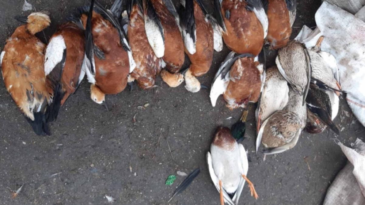 В заповеднике Аскания Нова - снова массовая гибель птиц фото