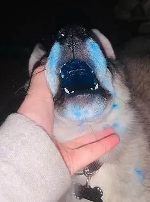 Щеня хаскі пофарбувало язик в синій колір