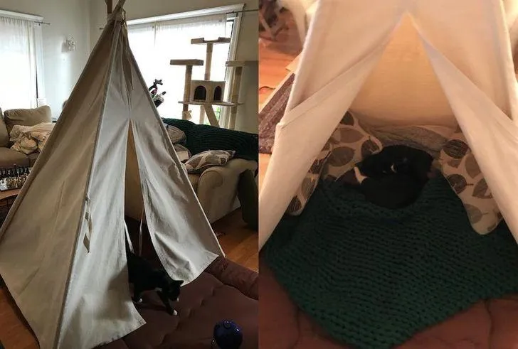 Подобається не тільки людям, а й котам Подобається не тільки людям, а й котам