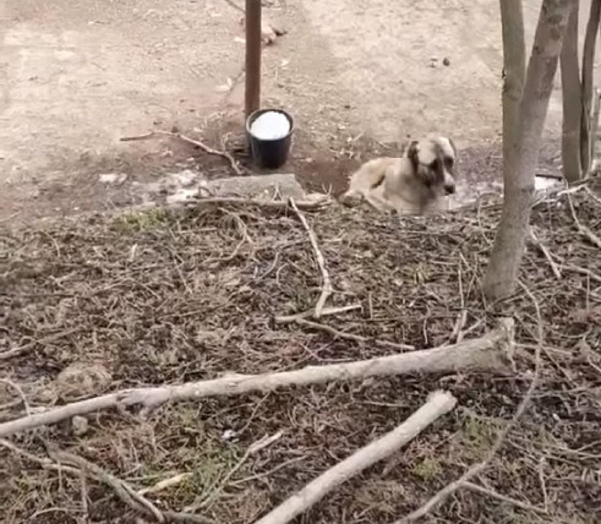 В Одесской области нашли ферму, где издеваются над животными В Одесской области нашли ферму, где издеваются над животными