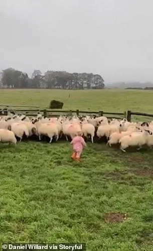 Маленькая девочка справилась с овцами