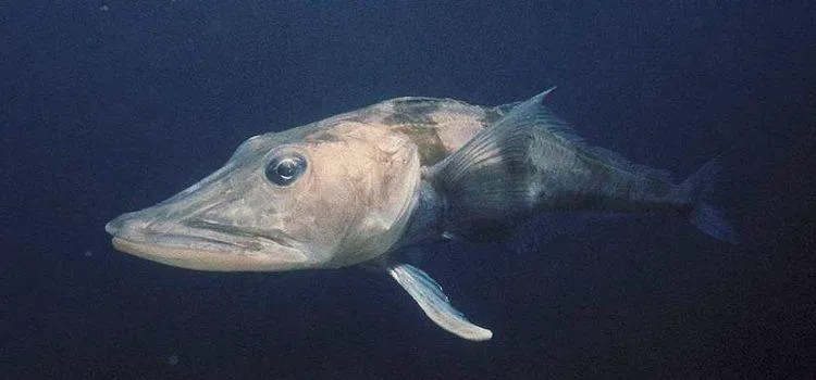 Білокровна риба є унікальною