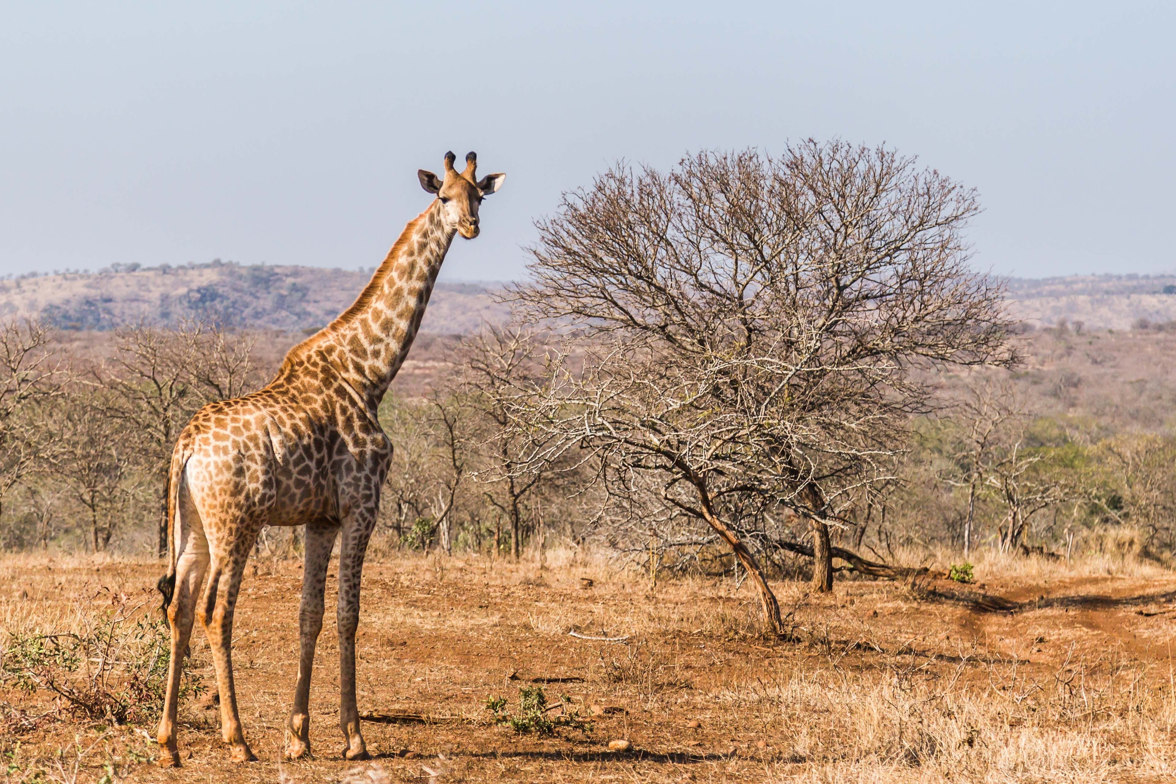 У ПАР подружжя вбило жирафа: зробили з серця валентинку – фото 18+