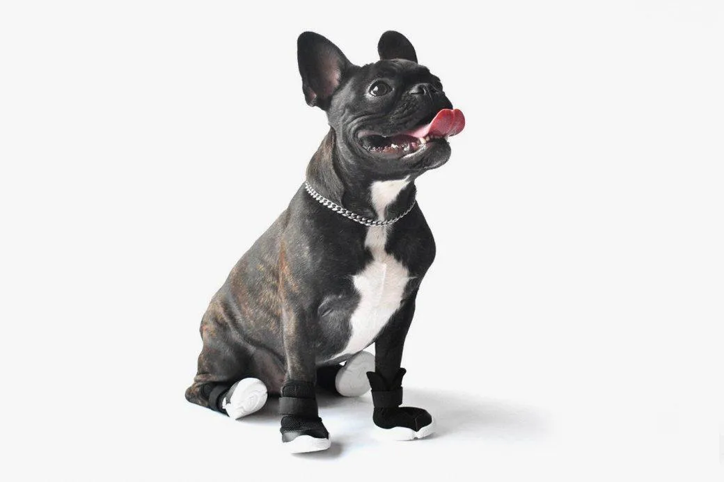 У продаж надійшли перші дизайнерські кросівки для собак 